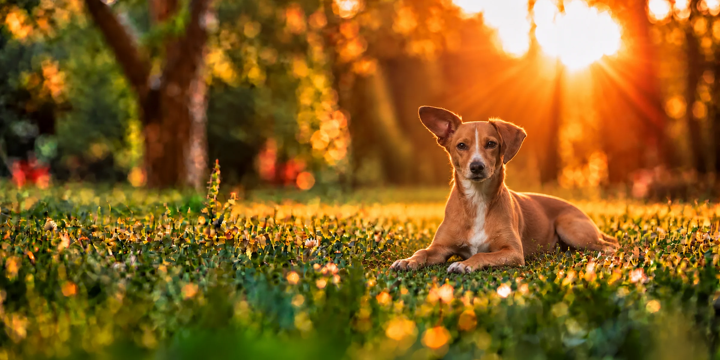 A tan Chiweenie lying in park grass, backlit by a low sun