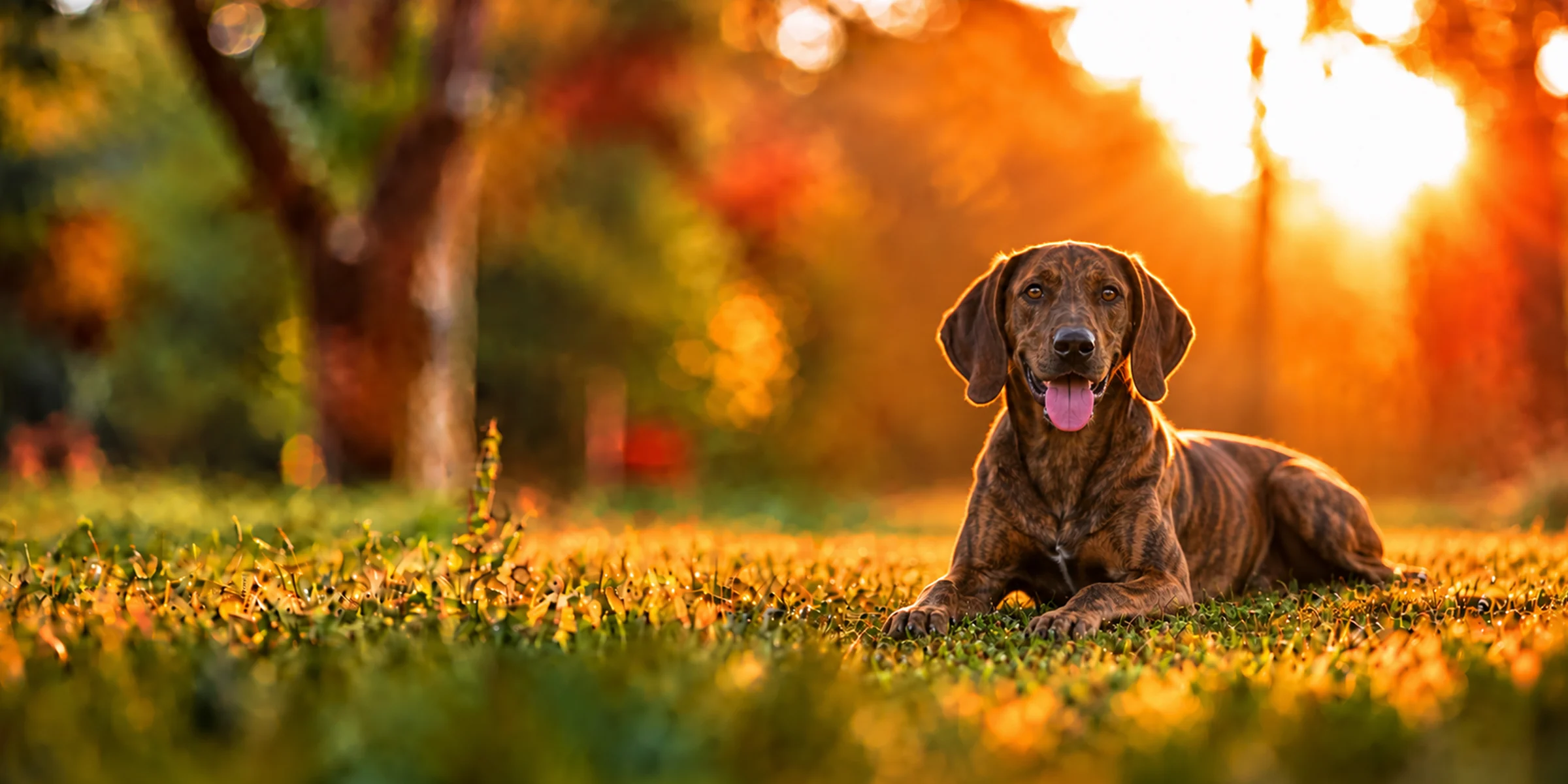 A brindle Plott Hound lying in park grass, backlit by a low sun