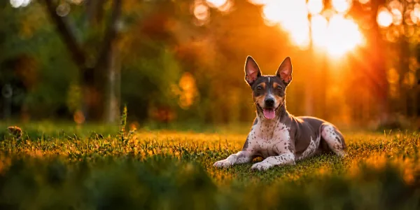 A spotted American Hairless Terrier lying in park grass, backlit by a low sun