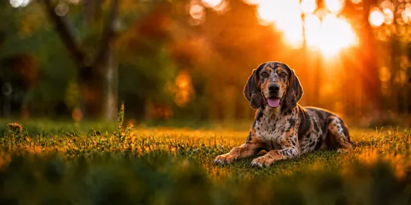 A merle American Leopard Hound lying in park grass at sunset