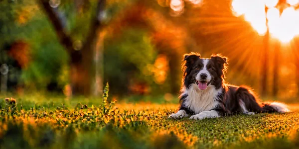 A black and white Border Collie lying in park grass, backlit by a low sun