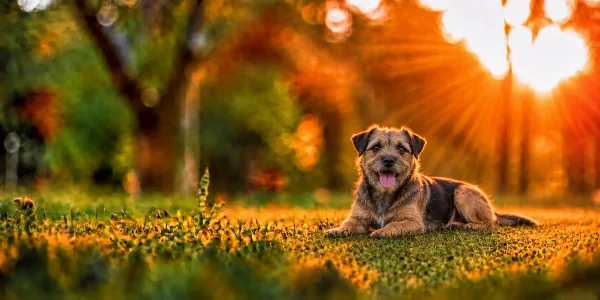 A grizzle Border Terrier lying in park grass, backlit by a low sun