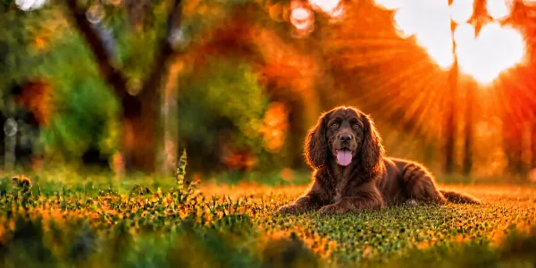 A liver Boykin Spaniel lying in park grass, backlit by a low sun