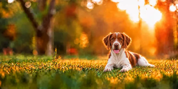 An orange and white Brittany lying in park grass, backlit by a low sun