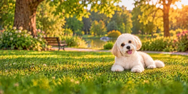 A cream Cavachon lying on a park lawn beside a pond at sunset