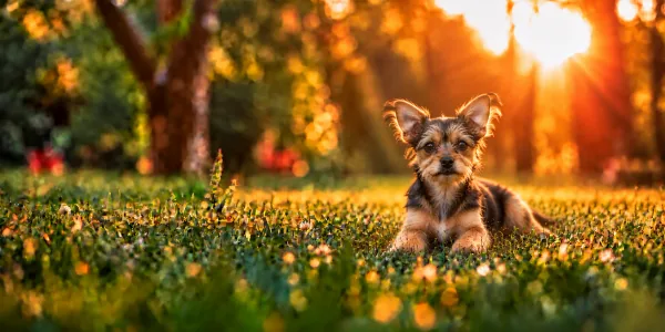 A black and tan Chorkie with a shaggy coat lying in park grass, backlit by a low sun