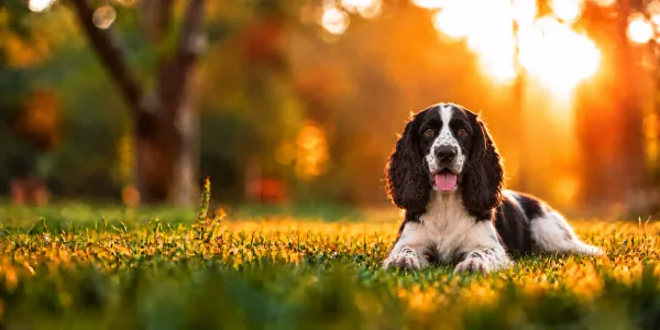 A black and white English Springer Spaniel lying in park grass, backlit by a low sun
