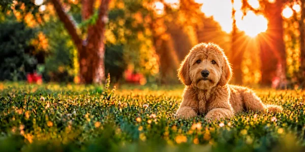 An apricot Goldendoodle with a curly coat lying in park grass, backlit by a low sun