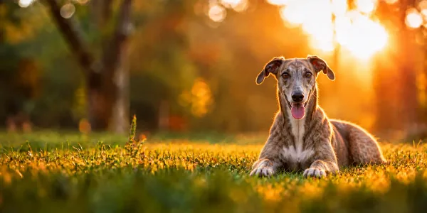 A brindle Greyhound lying in park grass, backlit by a low sun