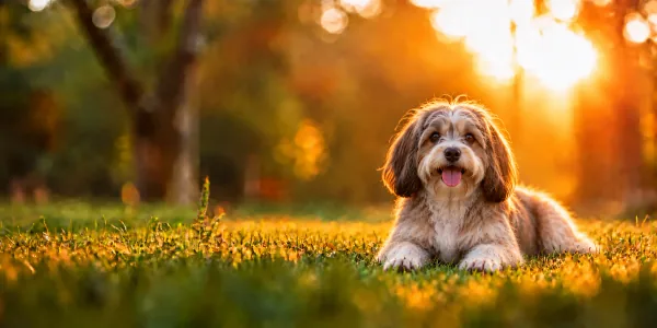 A cream and brown Havanese with a long coat lying in park grass at sunset