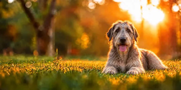 A gray Irish Wolfhound with a rough coat lying in park grass, backlit by a low sun