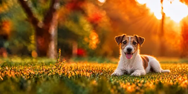 A white and tan Jack Russell Terrier lying in park grass, backlit by a low sun