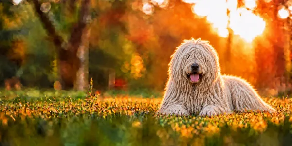 A white Komondor with a heavy corded coat lying in park grass, backlit by a low sun