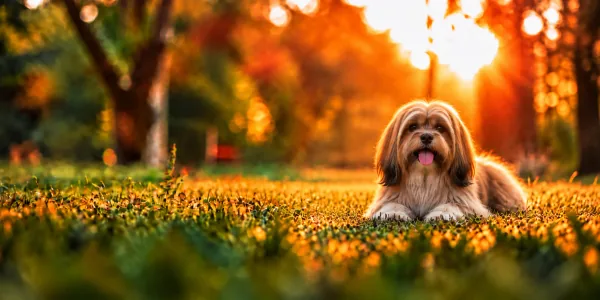 A gold Lhasa Apso with a long coat lying in park grass, backlit by a low sun
