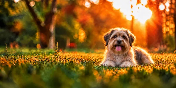 A tan and black Lucas Terrier with a rough coat lying in park grass at sunset