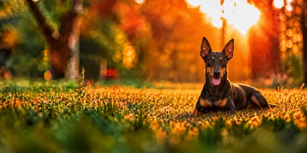 A black and tan Standard Manchester Terrier lying in park grass at sunset