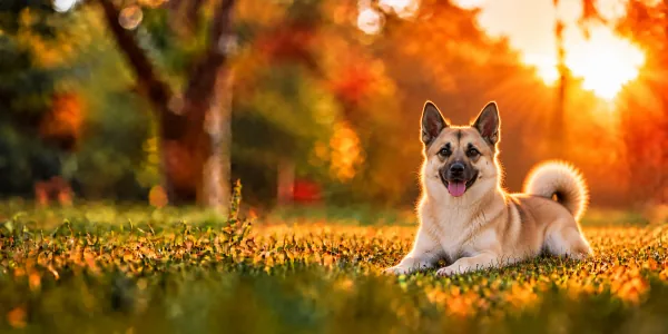 A wheaten Norwegian Buhund with a curled tail lying in park grass at sunset