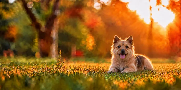 A red Norwich Terrier with pricked ears lying in park grass, backlit by a low sun