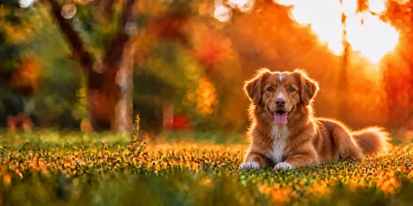 A red and white Nova Scotia Duck Tolling Retriever lying in park grass at sunset