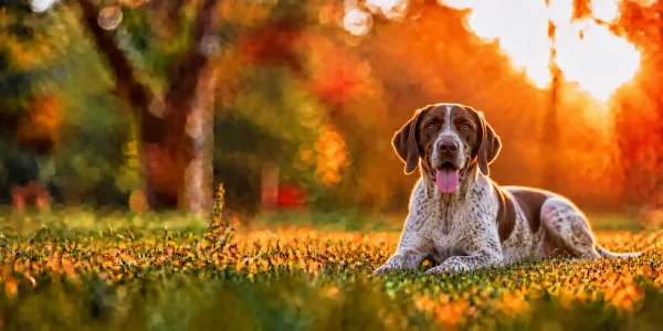 A white and liver Old Danish Pointer lying in park grass, backlit by a low sun
