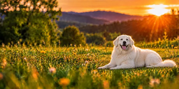 A white Slovensky Cuvac lying in a wildflower meadow at sunset