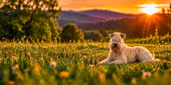 A wheaten Soft Coated Wheaten Terrier lying in a meadow above wooded hills at sunset