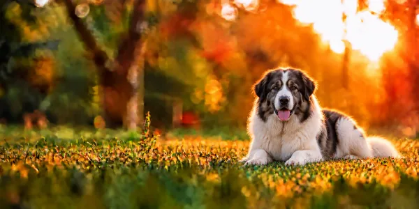A white and black Tornjak lying in park grass, backlit by a low sun