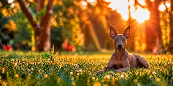 A gray hairless Xoloitzcuintli lying in park grass, backlit by a low sun